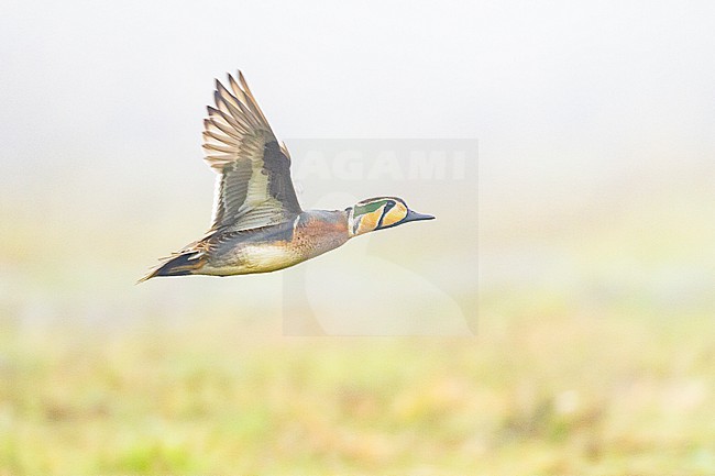  stock-image by Agami/Menno van Duijn,