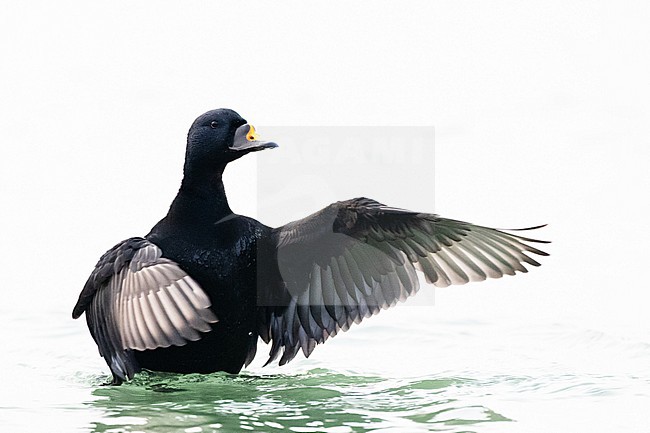  stock-image by Agami/Menno van Duijn,