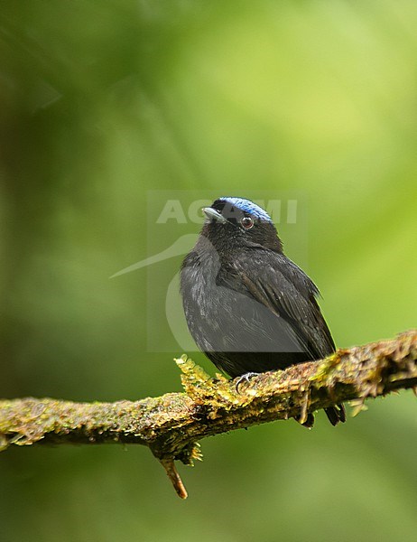 Velvety Manakin (Lepidothrix velutina) perched on a branch in Buenaventura, Colombia, South-America. stock-image by Agami/Steve Sánchez,