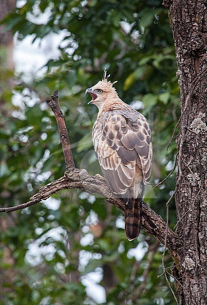 Screaming Changeable Hawk-Eagle (Nisaetus cirrhatus cirrhatus) perched in a tree in a nature reserve. Seen on the back. stock-image by Agami/Marc Guyt,