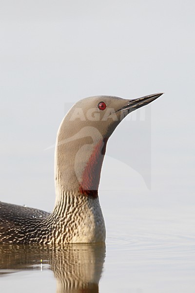 Roodkeelduiker, Red-throated Loon, Gavia stellata stock-image by Agami/Jari Peltomäki,