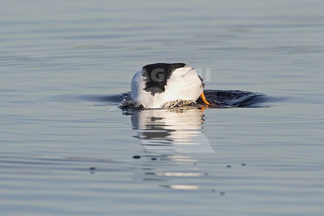 Brilduiker duikend; Common Goldeneye diving stock-image by Agami/Marc Guyt,