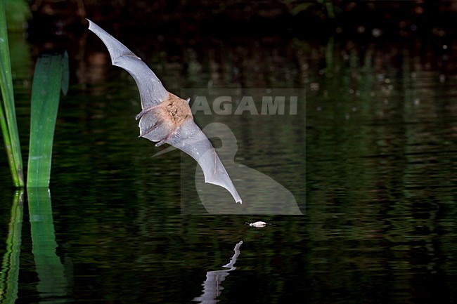 Watervleermuis jagend boven water; Daubentons bat hunting near water stock-image by Agami/Theo Douma,