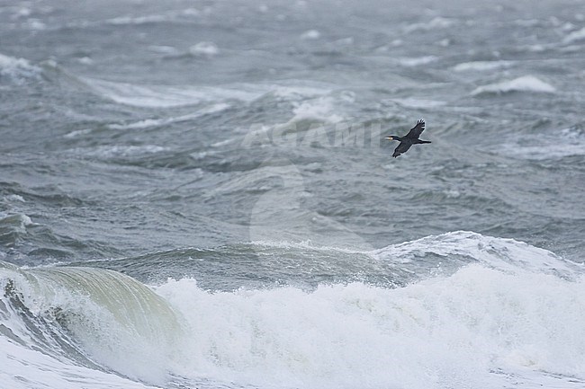 Common Great Cormorant (Phalacrocorax carbo ssp. sinensis), Germany over sea in flight stock-image by Agami/Ralph Martin,