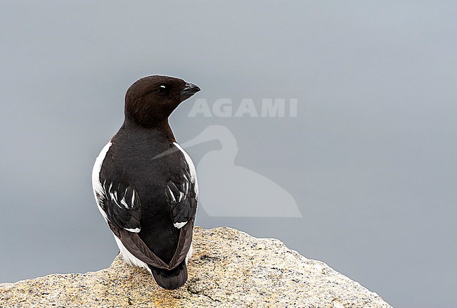 Little Auk (Alle alle) during summer season on Spitsbergen in arctic Norway. stock-image by Agami/Marc Guyt,