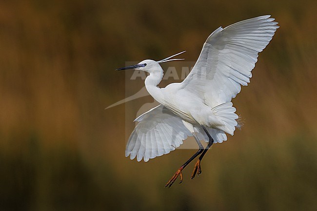 Little Egret (Egretta garzetta) in Italy. stock-image by Agami/Daniele Occhiato,