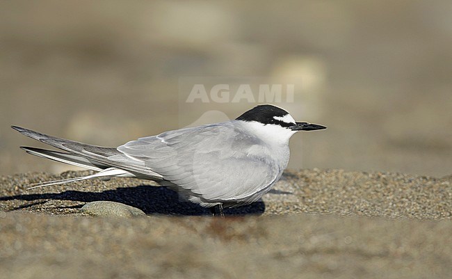 Adult breeding
Seward Peninsula, AK
June 2018 stock-image by Agami/Brian E Small,