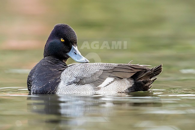 Drake Lesser Scaup (Aythya affinis) swimming on a Boating Lake in Helston, Cornwall, United Kingdom. stock-image by Agami/Vincent Legrand,