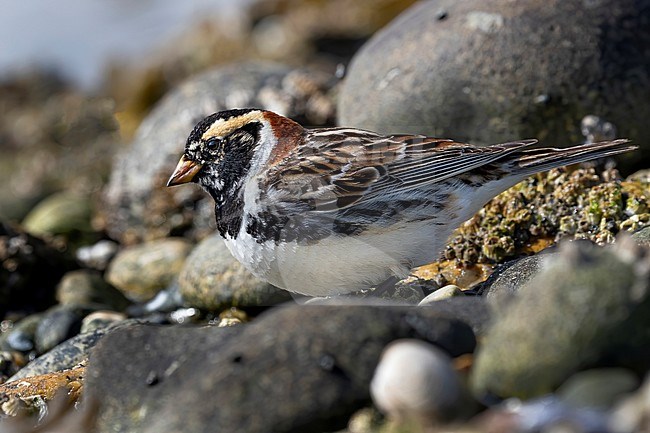 A beautifull male Lapland Longspur in near breeding plumage takes a rest during its migration on the rock strewn beach of Roberts Creek along the Sunshine Coast, Biritish Colombia, Canada. stock-image by Agami/Jacob Garvelink,