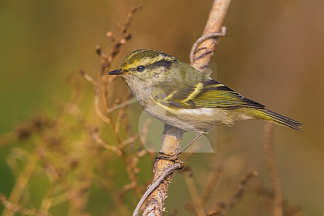 Pallas' Boszanger; Pallas's Leaf Warbler stock-image by Agami/Daniele Occhiato,