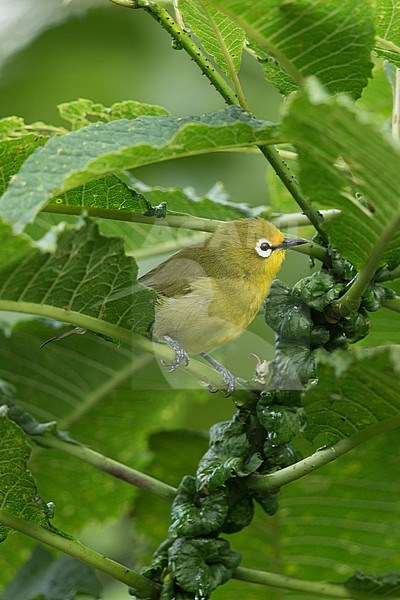 An adult African Yellow Wihte-eye or Broad-ringed White-eye (Zosterops poliogastrus ssp. kaffensis) is perching on a leave in the underwood of the afro-montane forest in Sheka Biosphere Reserve in Ethiopia stock-image by Agami/Mathias Putze,