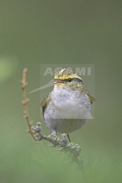 Pallass Leaf Warbler male singing; Pallas Boszanger man zingend stock-image by Agami/Jari Peltomäki,