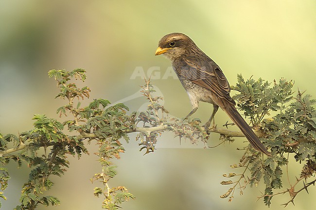 Yellow-billed Shrike (Lanius corvinus corvinus), adult female perched on acacia bush in yellow and green background, Gambia stock-image by Agami/Kari Eischer,