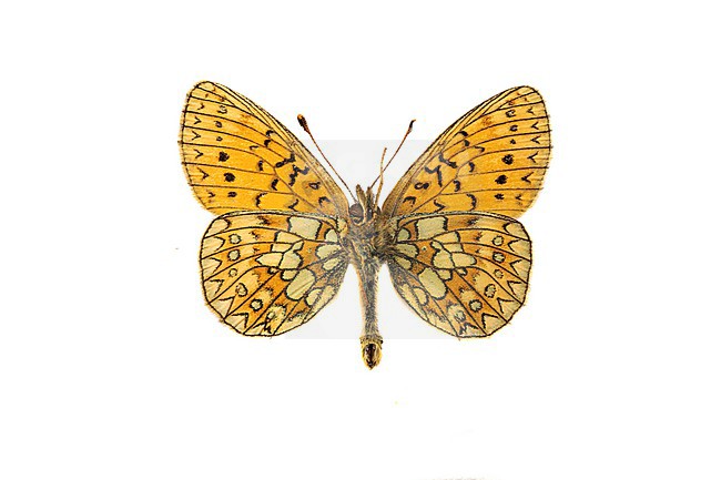 Bog Fritillary, Ringoogparelmoervlinder, Boloria eunomia stock-image by Agami/Wil Leurs,