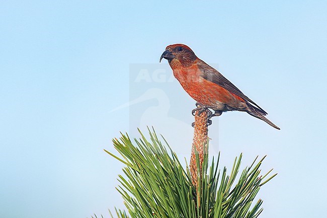 Adult male
Jefferson Co., CO
June 2023 stock-image by Agami/Brian E Small,