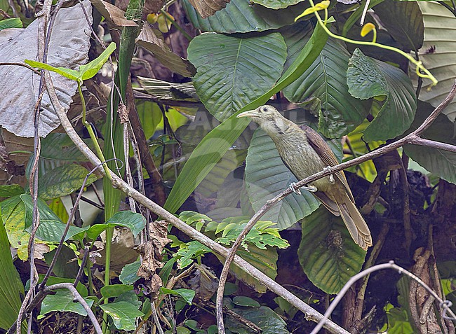Makira Honeyeater (Meliarchus sclateri) in the Solomon Islands. stock-image by Agami/Pete Morris,