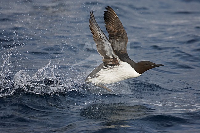 Common Guillemot adult flying; Zeekoet volwassen vliegend stock-image by Agami/Markus Varesvuo,