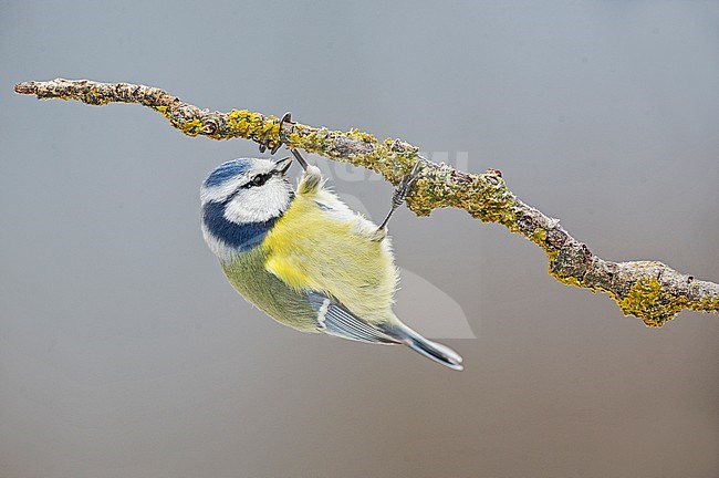 Blue Tit, Pimpelmees stock-image by Agami/Alain Ghignone,