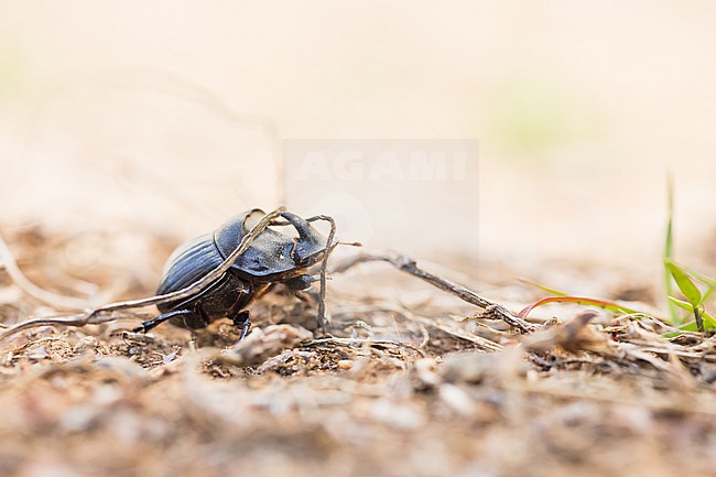 Copris hispanus - Spanischer Mondhornkäfer, France (Corsica), imago stock-image by Agami/Ralph Martin,