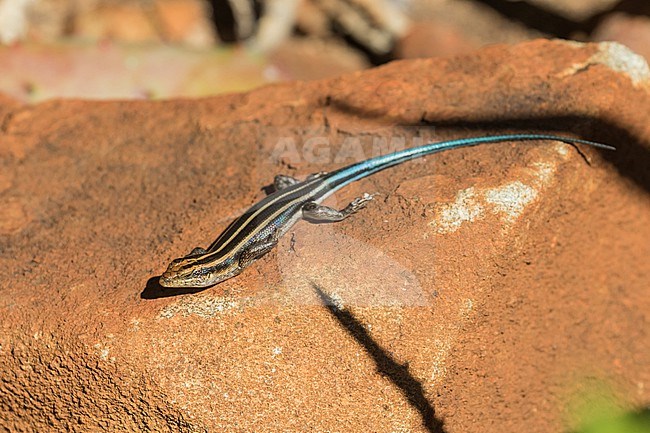 African five-lined skink (Trachylepis quinquetaeniata) in South Africa. Also called rainbow mabuya. Probably this species. stock-image by Agami/Pete Morris,