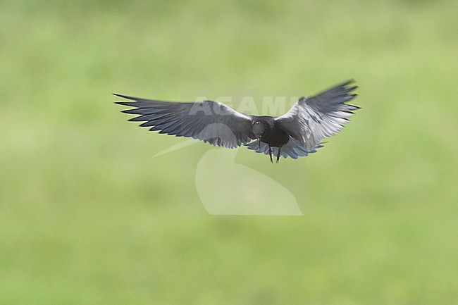 American Black Tern (Chilidonias niger surinamensis) flying above a lake in Alberta, Canada. stock-image by Agami/Glenn Bartley,