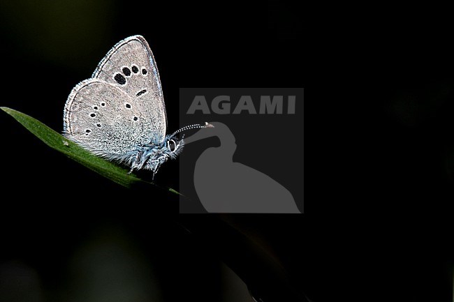 Black-eyed Blue, Glaucopsyche melanops stock-image by Agami/Wil Leurs,