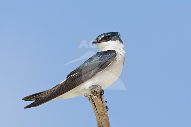 Mangrovezwaluw zittend op een tak, Mangrove Swallow perched on a branch stock-image by Agami/Wil Leurs,