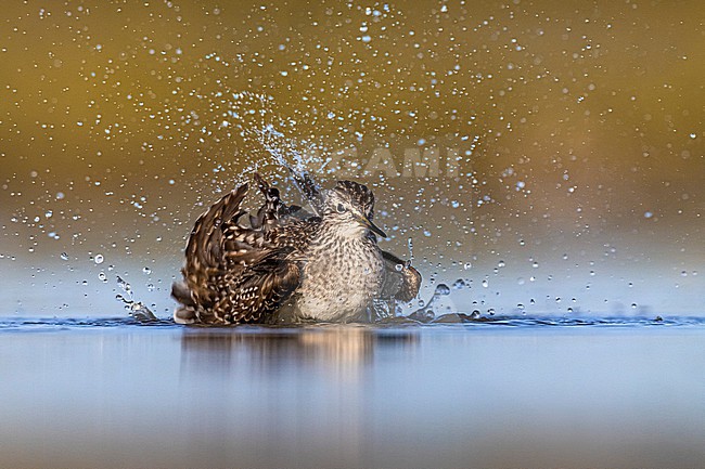 Wood Sandpiper (Tringa glareola) in Italy. stock-image by Agami/Daniele Occhiato,