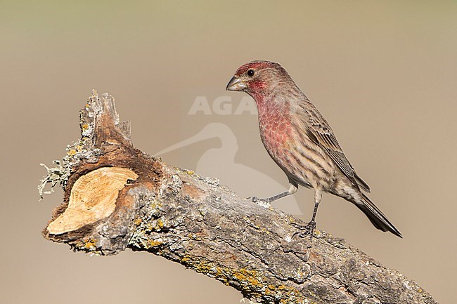 Adult male
Santa Barbara Co., CA
November 2021 stock-image by Agami/Brian E Small,