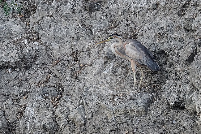 Adult Bourne's Heron (Ardea purpurea bournei) sitting in Barragem de Poilao, Santiago, Cape Verde. stock-image by Agami/Vincent Legrand,