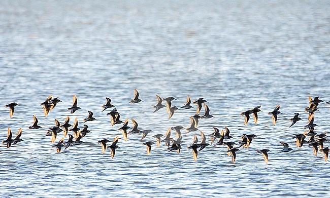 Bonte strandlopers vliegend, Dunlin flying, Calidris alpina stock-image by Agami/Rob Riemer,