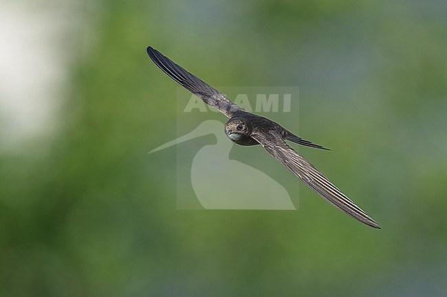 Common Swift (Apus apus) flying agains green background in Bulgaria. stock-image by Agami/Marcel Burkhardt,