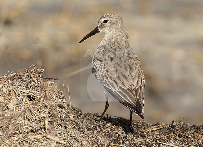  stock-image by Agami/Renate Visscher,