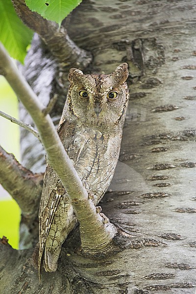Eurasian Scops Owl (Otus scops) stock-image by Agami/Alain Ghignone,