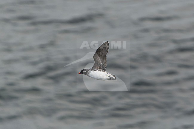 Parakeet Auklet (Aethia psittacula) on St Paul island, Alaska, United States. stock-image by Agami/Dani Lopez-Velasco,