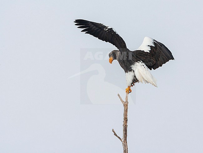 Wintering Steller's Sea Eagle (Haliaeetus pelagicus) on the island Hokkaido in Japan. stock-image by Agami/Marc Guyt,