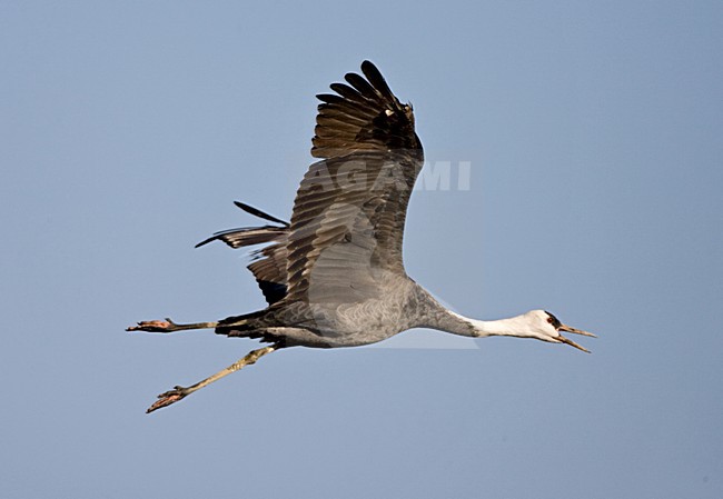 Hooded Crane flying; Monnikskraanvogel vliegend stock-image by Agami/Marc Guyt,