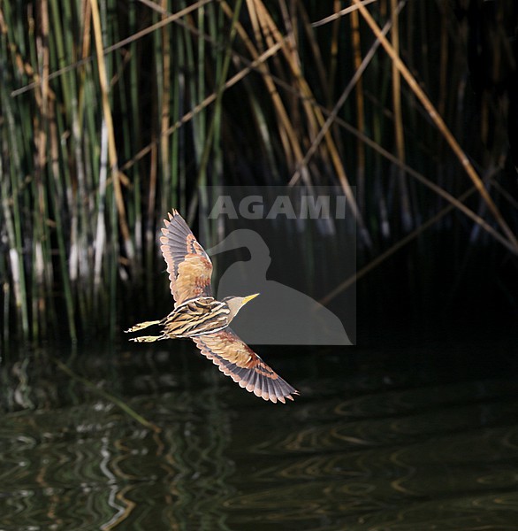 Stripe-backed Bittern, Ixobrychus involucris, in flight in Chile. stock-image by Agami/Dani Lopez-Velasco,