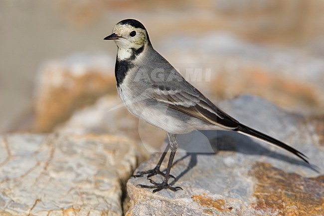 Volwassen Witte kwikstaart; Adult White Wagtail stock-image by Agami/Daniele Occhiato,