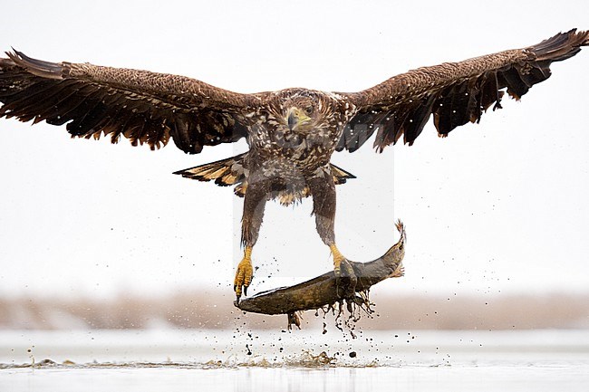 Zeearend met prooi;  White-tailed Eagle with prey stock-image by Agami/Bence Mate,