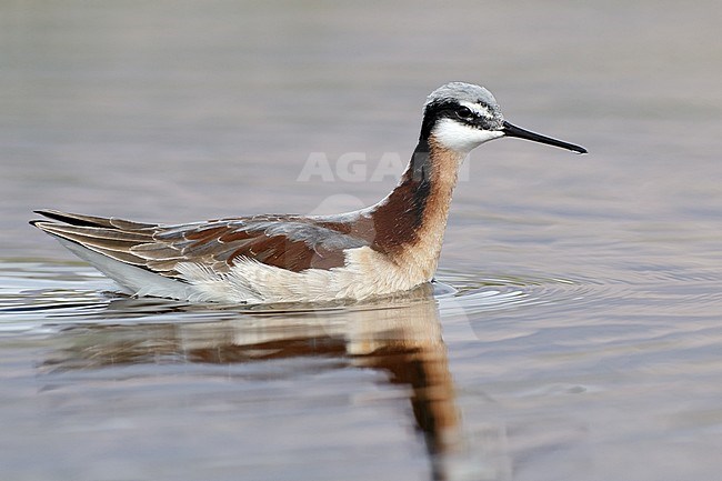 Adult female breeding 
Cochise Co., AZ
May 2011 stock-image by Agami/Brian E Small,