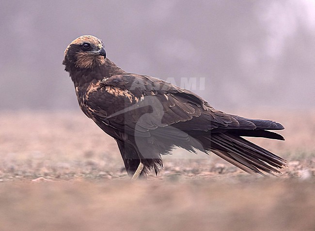 Marsh Harrier (Circus aeruginosus) immature perched stock-image by Agami/Roy de Haas,