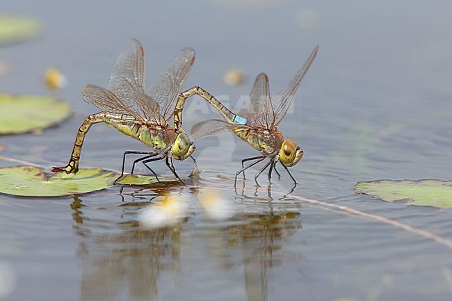Adult male and female Vagrant Emperor (Anax ephippiger) tandem laying eggs on Nymphoides peltata at the Millingerwaard in the Netherlands. stock-image by Agami/Fazal Sardar,