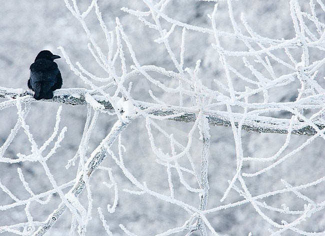 Zwarte Kraai zittend in besneeuwde boom;  Carrion Crow perched in tree with snow stock-image by Agami/Menno van Duijn,