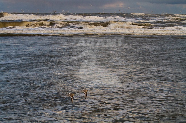 Drieteenstrandlopers in hun overwinteringsgebied; Sanderlings in their wintering habitat stock-image by Agami/Menno van Duijn,