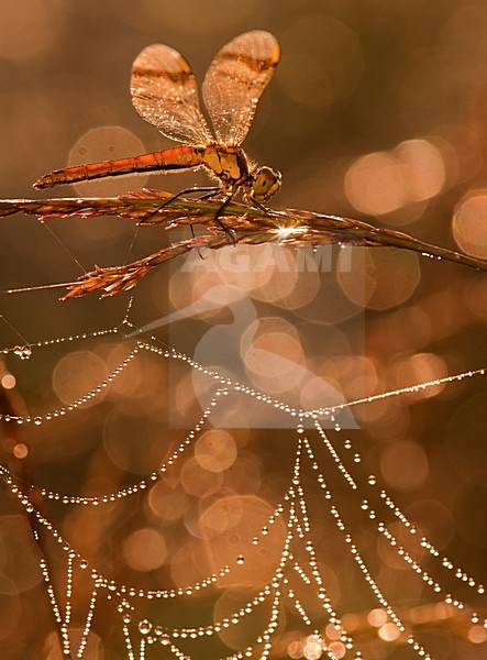 Bandheidelibel nat van de dauw; Banded darter wet from the dew stock-image by Agami/Han Bouwmeester,