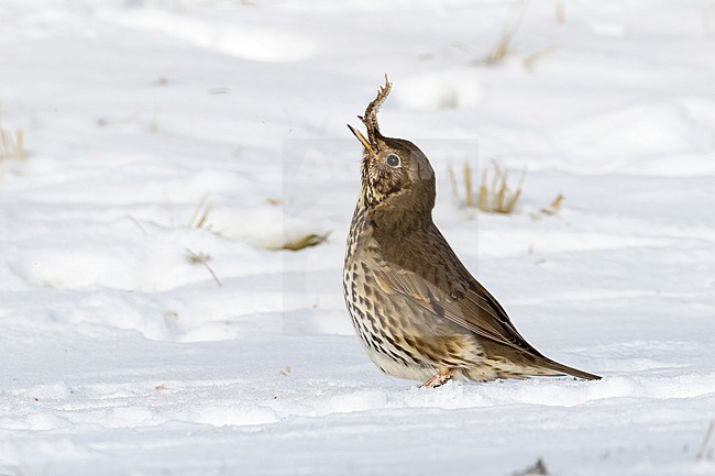 This series of images captures a unique event in which a Song Thrush (Turdus philomelos) completely devours a frog during a cold and snowy spell in the Dutch winter of 2021. stock-image by Agami/Jacob Garvelink,