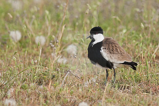 Spur-winged Lapwing - Spornkiebitz - Vanellus spinosus, Turkey, adult stock-image by Agami/Ralph Martin,
