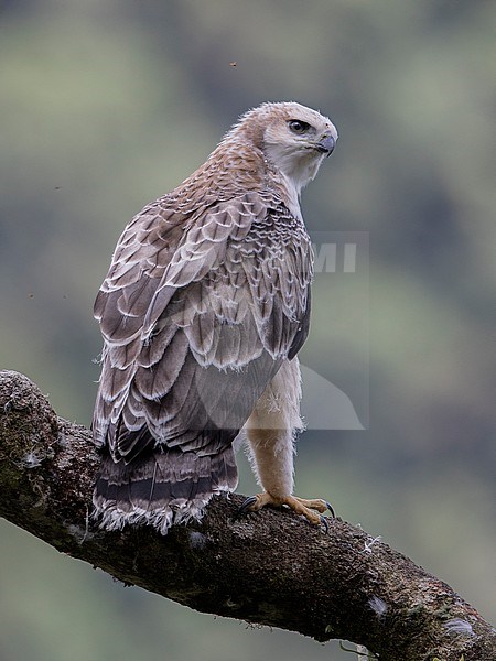 An immature Black-and-chestnut Eagle (Spizaetus isidori) in Colombia. IUCN Status Endangered.   This bird was at a five year old nest, and is the fifth eagle reared by the same pair. This individual is four months old, and may be a male because it seemed a bit small. At this age the parents just drop by on occasion with something dead, and the bird is mostly on its own to learn to fly and hunt. stock-image by Agami/Tom Friedel,