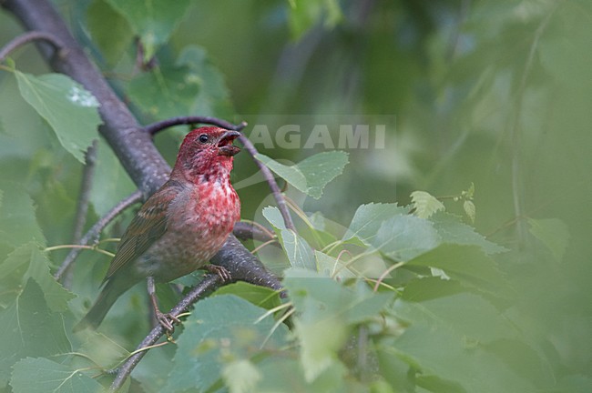 Volwassen mannetje Roodmus; Adult summer Male Common Rosefinch stock-image by Agami/Markus Varesvuo,